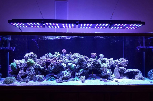 Ocean Revive led light