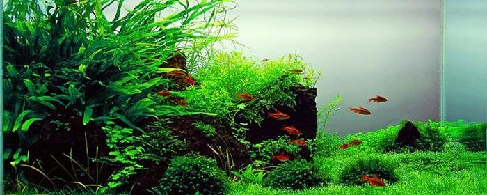 reduce stress with aquarium