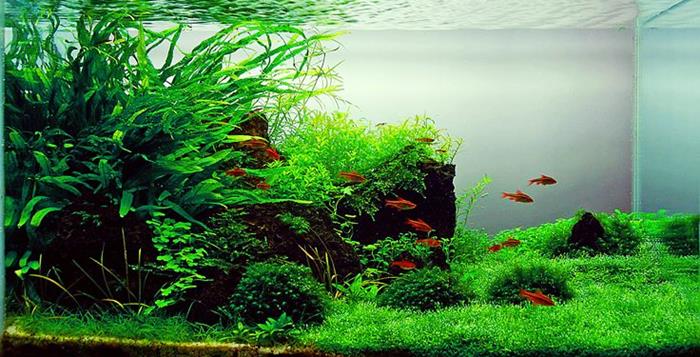 reduce stress with aquarium